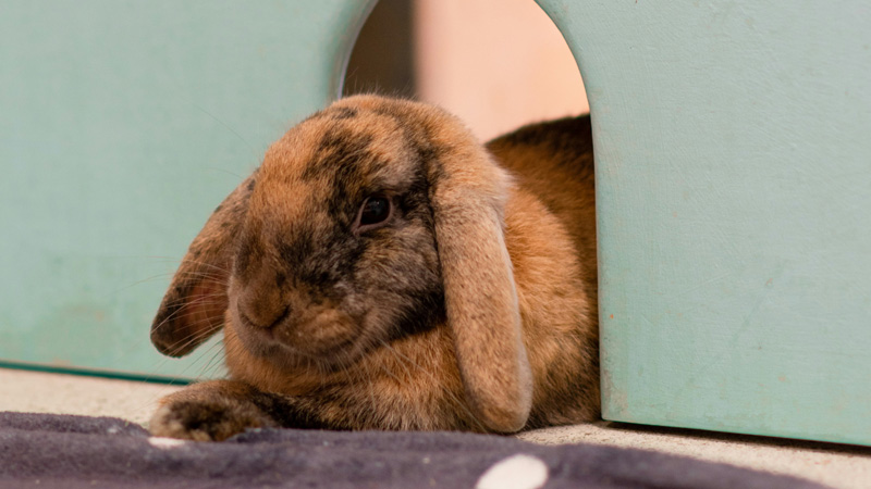 What Is The Friendliest Breed of Rabbit?