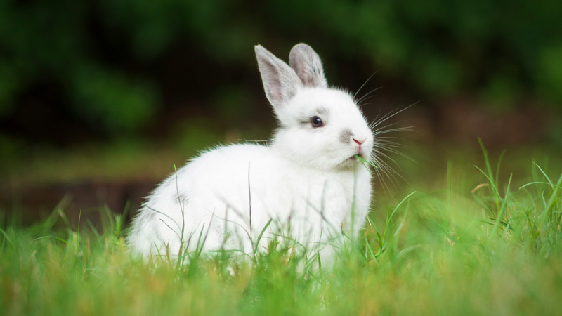 Exploring 6 of The Friendliest Small Pets