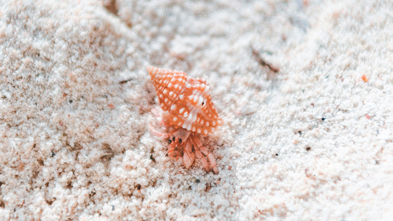 50+ Hilarious Hermit Crab Names That'll Make You Crack Up!