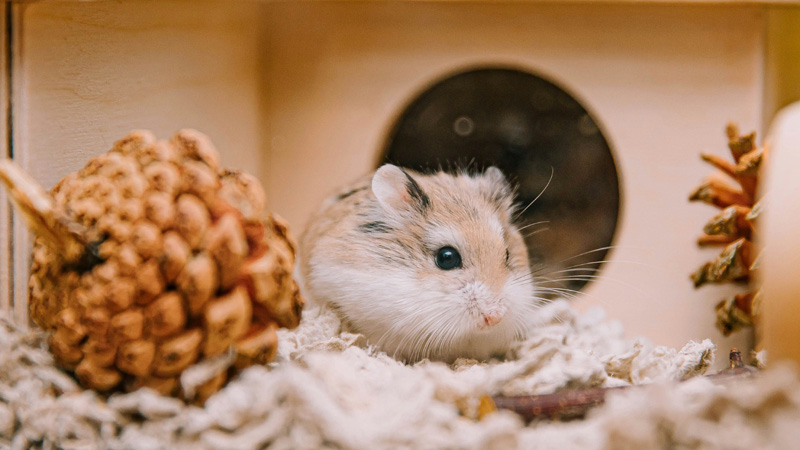 Hamsters vs. Mice: What Is the Difference?