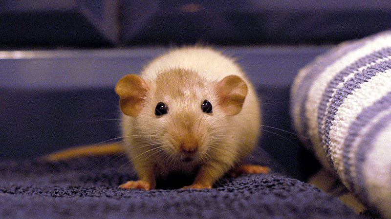 How Long Do Pet Rats Live? Explore Their Journey