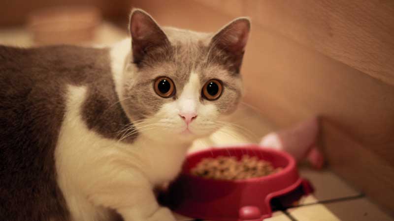 How Many Times Should A Cat Eat Wet Food A Day 