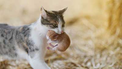 Do female cats eat hotsell their kittens