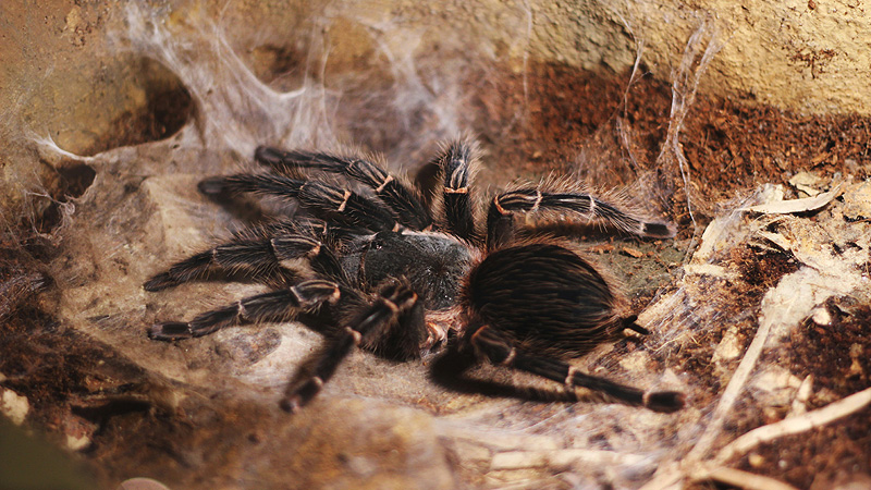 What Happens if a Pink Toe Tarantula Bites You?