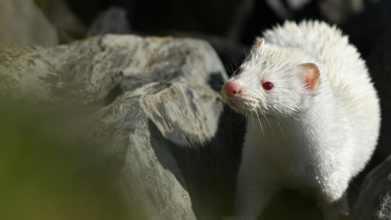 5 Fascinating Facts About Ferrets, Did You Know?