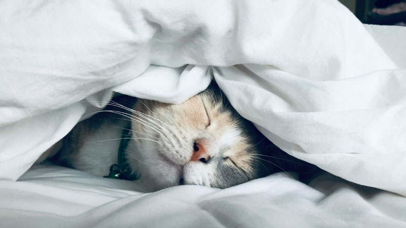 Is A cold Contagious To A Cat?