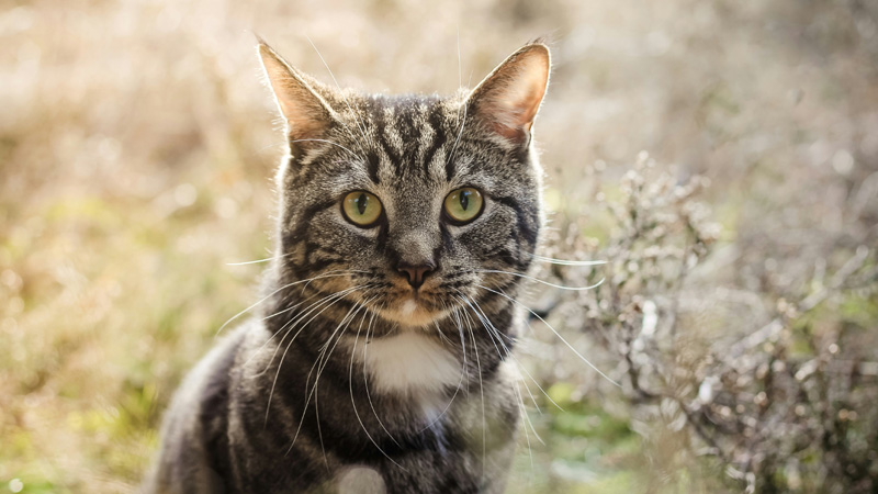 Decoding the Tabby Cat: Purebred or Mixed?