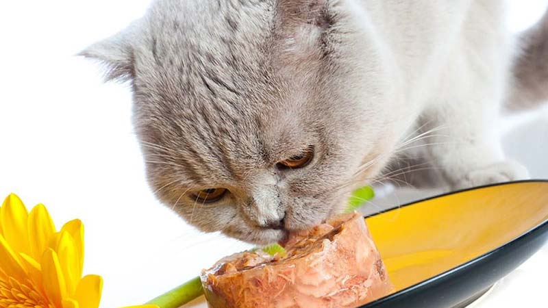 Exploring the Debate: Is Fresh Food Better for Cats?