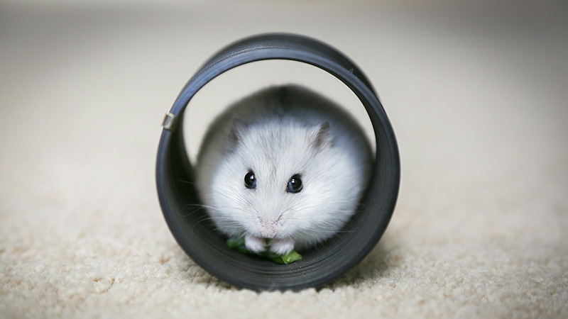 Is a Hamster a Type of Rat? Debunking the Myth