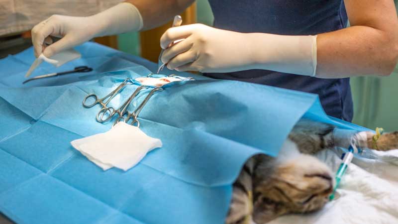 Is Neutering Painful For Cats