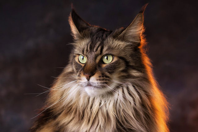 10 Largest Domestic Cat Breeds (Ranked)