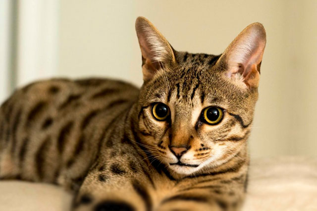 The 30 best cat breeds, ranked