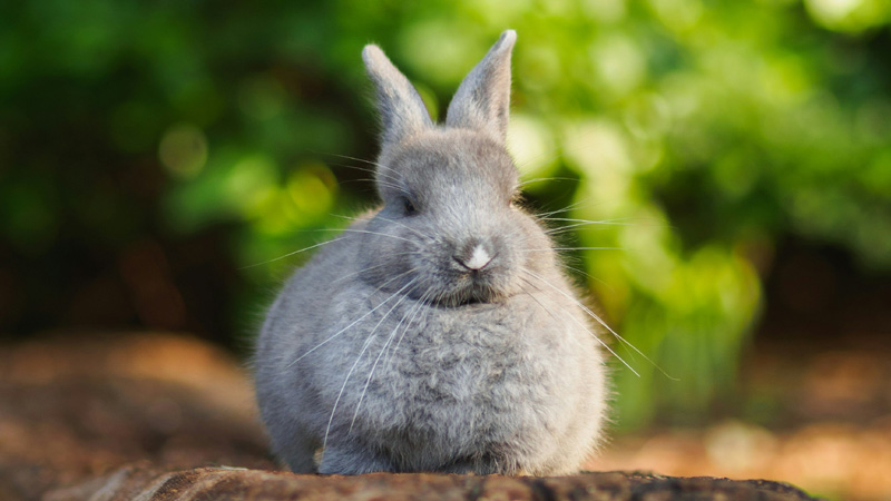 6 Low-Maintenance Rabbit Breeds For Busy Lifestyles