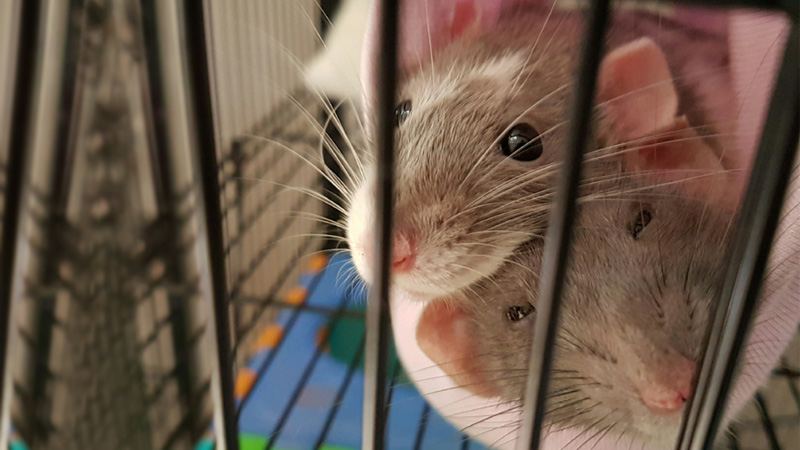 Which Are Better Pets: Male or Female Rats?