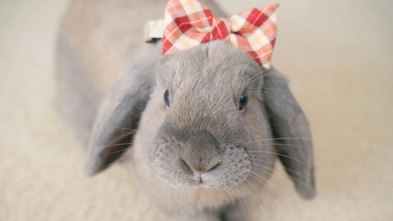 Which Breed Of Rabbit Is Most Child Friendly?