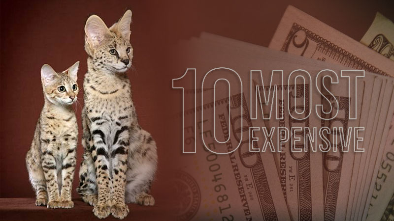 most expensive cats