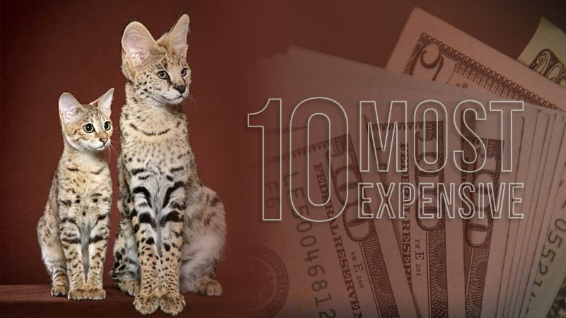 Most Expensive Cat Breeds in the World