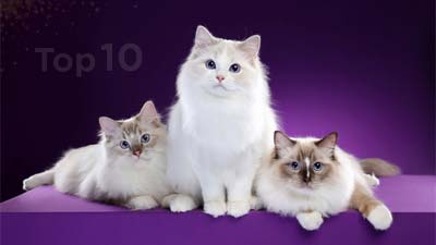 What Kind of Cat Breed Is Beluga? Influencer Interesting Facts - Catster