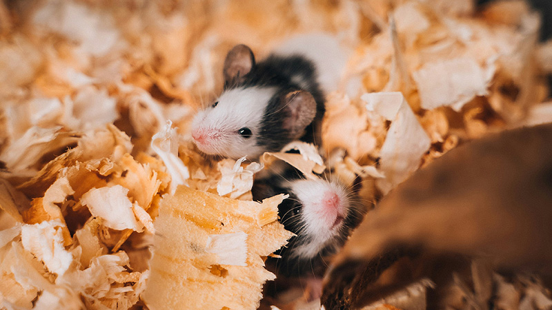 Pet Mice vs. Rats: What Is the Difference?