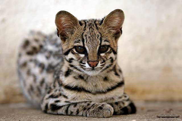 10 Beautiful Rare Wild Cats You Ve Never Heard Of