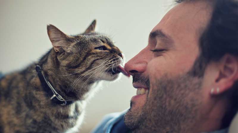 Most Common Reasons Behind Your Cat's Tongue Baths