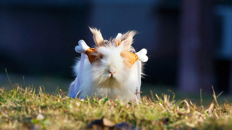 Exploring the Softest Guinea Pig Breeds