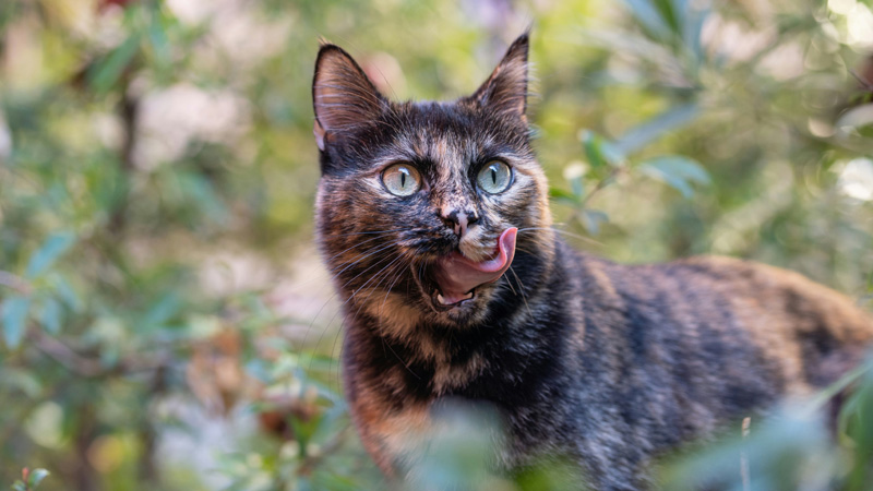 The Genetic Makeup of Tabby Cats: Stripes, Spots, and the DNA