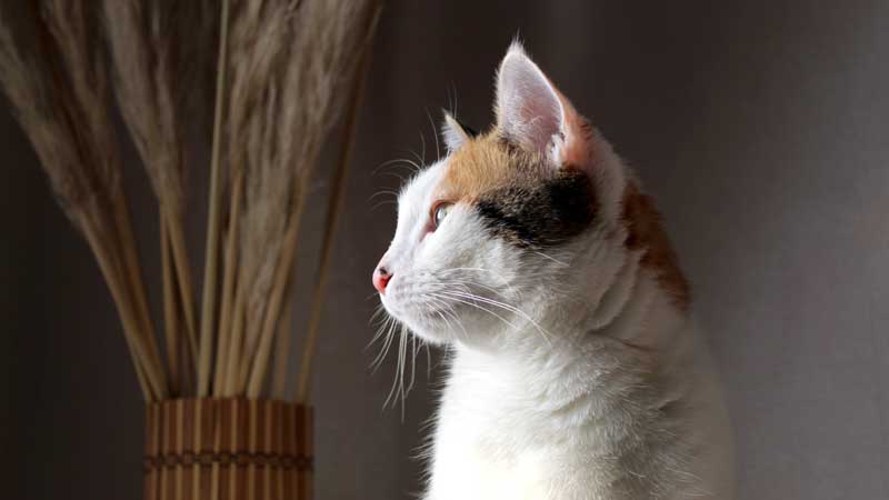 What Are Covid Symptoms In Cats?