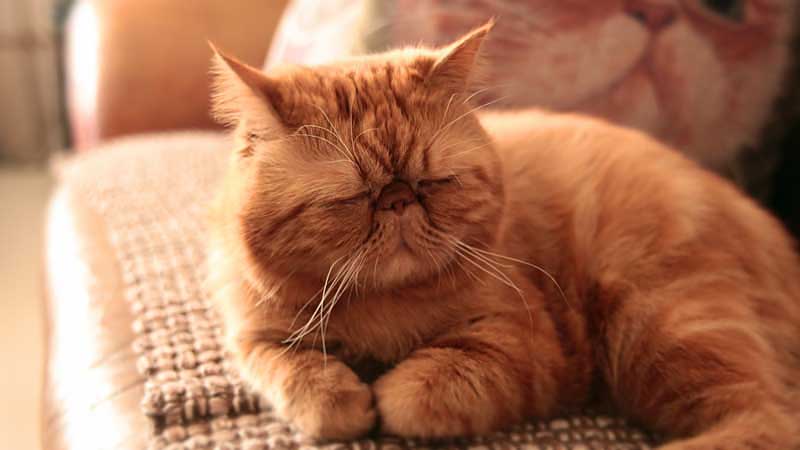 What Breed of Cat is Garfield?