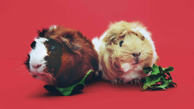 Can guinea pigs eat arugula best sale