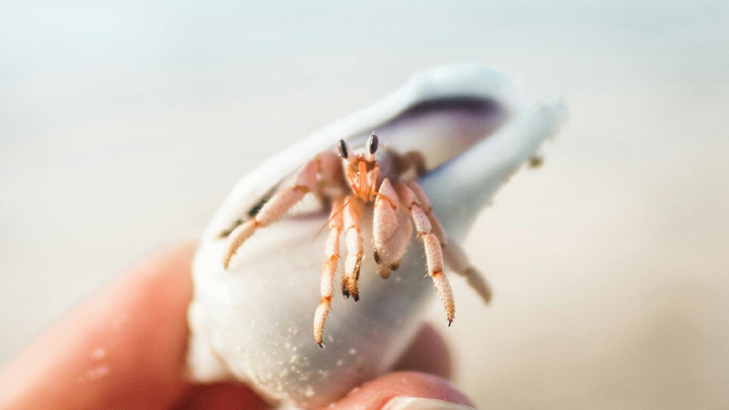 Can hermit crabs eat cat outlet food