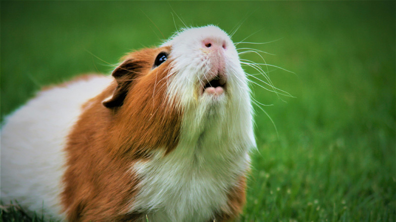 What Do Guinea Pig Noises Mean?