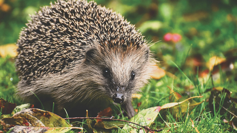 What Does a Hedgehog Eat?