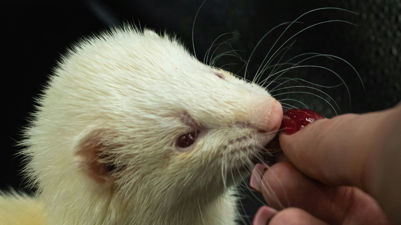 Can Ferrets Eat Strawberries?: A Comprehensive Guide