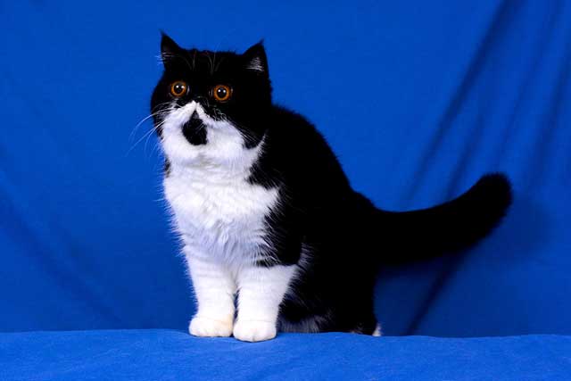 American shorthair hot sale tuxedo