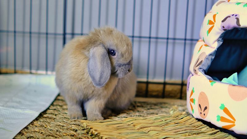 Which Rabbit Is Best For Beginners?