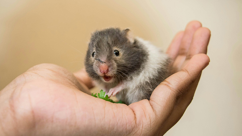 Which Type of Hamster is the Friendliest?