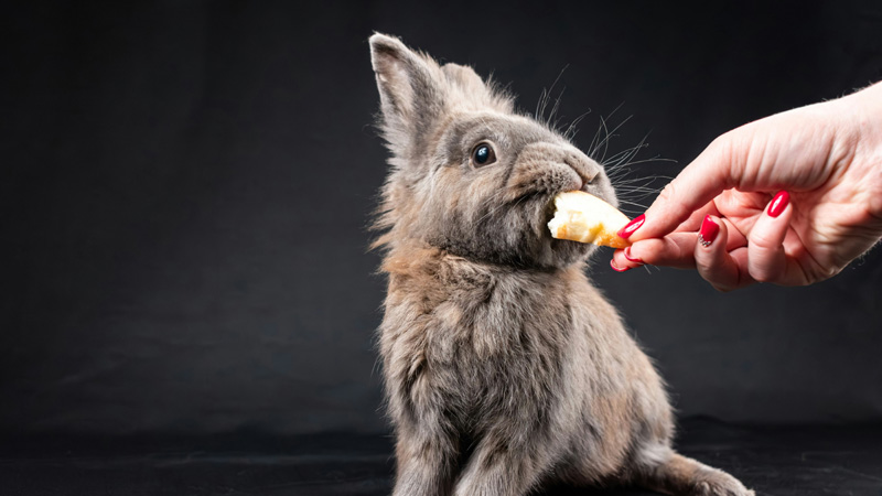 Which Type of Rabbit is Best for a Pet?