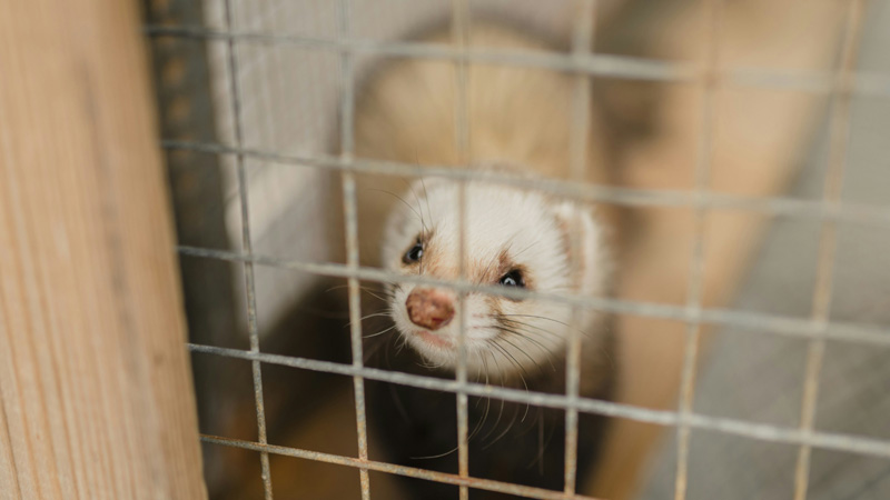 Why Are Ferrets Illegal in the US?