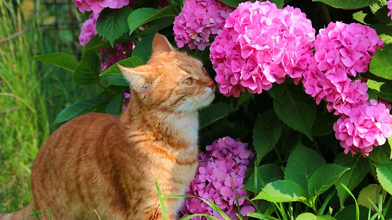 The Toxic Truth: Why Are Hydrangeas Harmful to Cats?