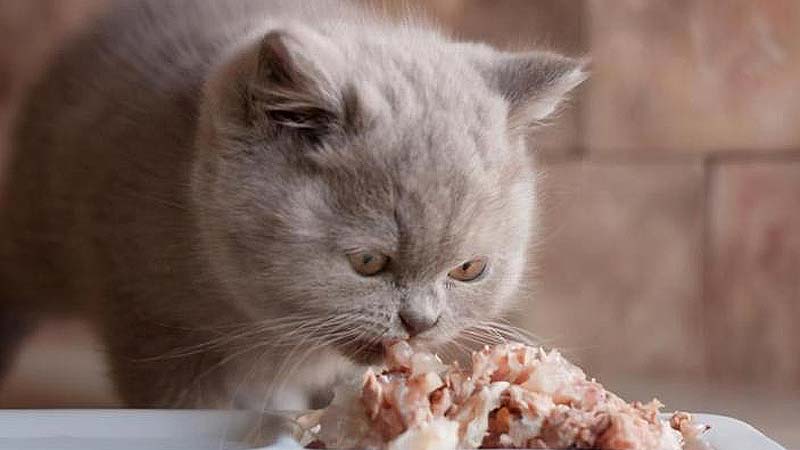 Why Cats Adore Fresh, Nutritious Food