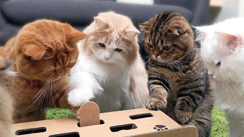 The 6 Reasons Why Cats Love Daily Playtime