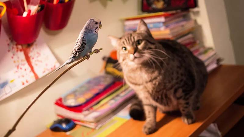 Why Cats Love for Watching Birds: Understanding the Fascination