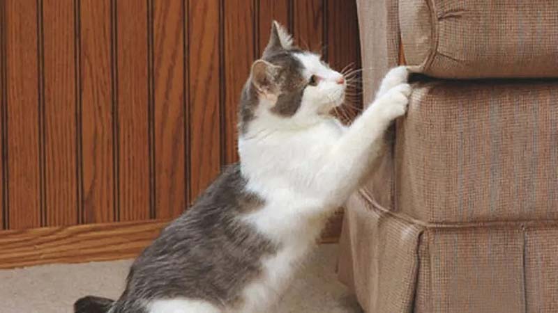 Why Do Cats Love Scratching and Clawing?