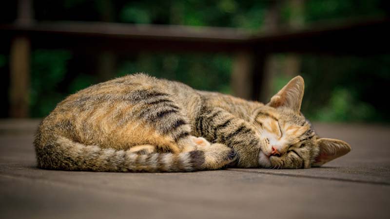 Why Do Cats Take Cat Naps?