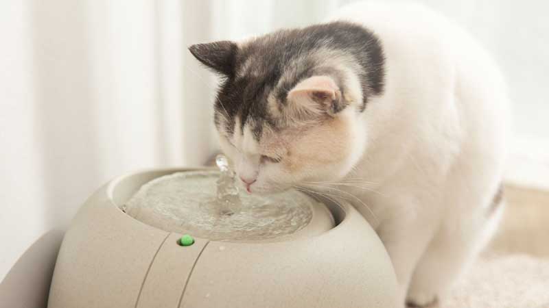 why-don-t-cats-like-to-drink-water