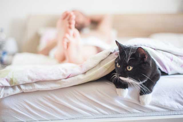 5 Reasons Why Your Cat Sleeps Next To You 0710