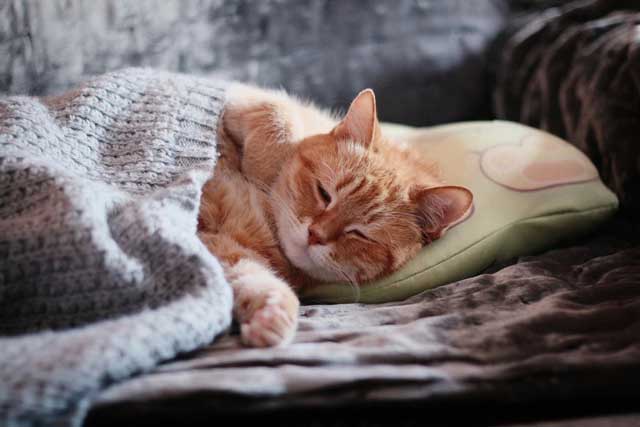 5-reasons-why-your-cat-sleeps-next-to-you