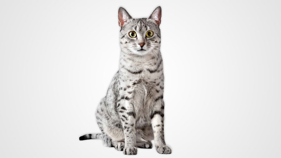 egyptian mau personality