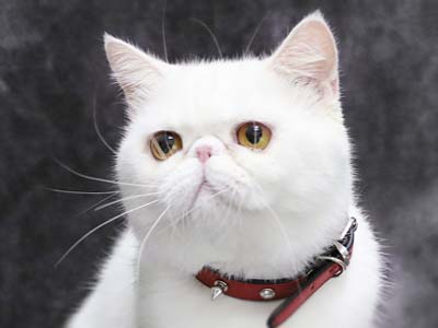 20 Cutest Cat Breeds of 2024
